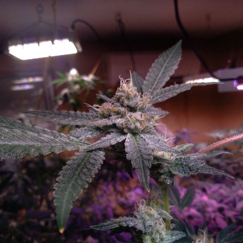 Collie Man Kush #3 growlog photo: 7th week