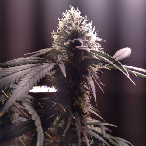 Collie Man Kush #3 growlog photo: 7th week