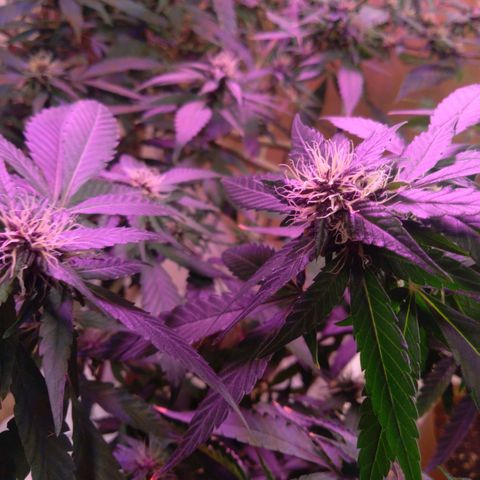Collie Man Kush #3 growlog photo: 7th week