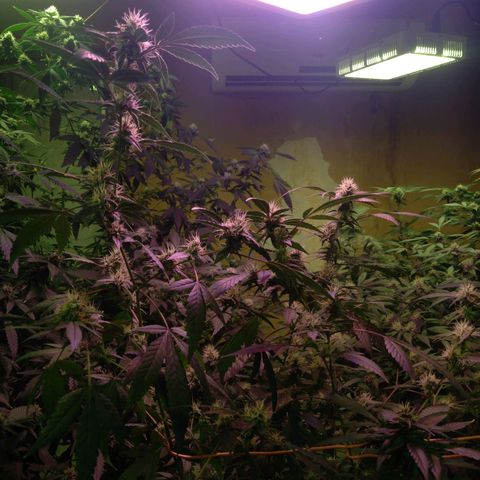 Collie Man Kush #3 growlog photo: 7th week