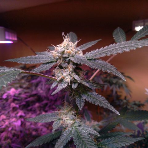 Collie Man Kush #3 growlog photo: 7th week