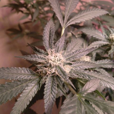 Collie Man Kush #3 growlog photo: 7th week