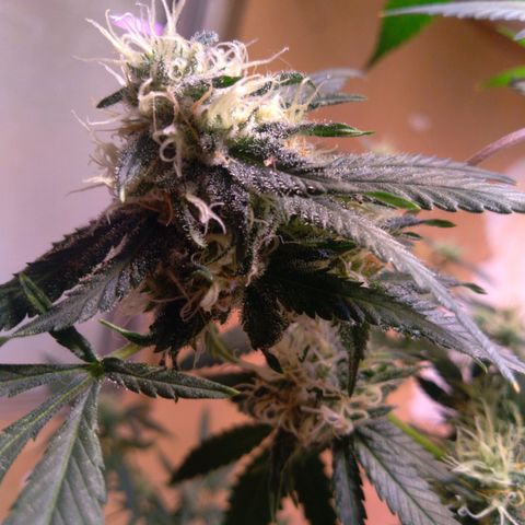 Collie Man Kush #3 growlog photo: 7th week