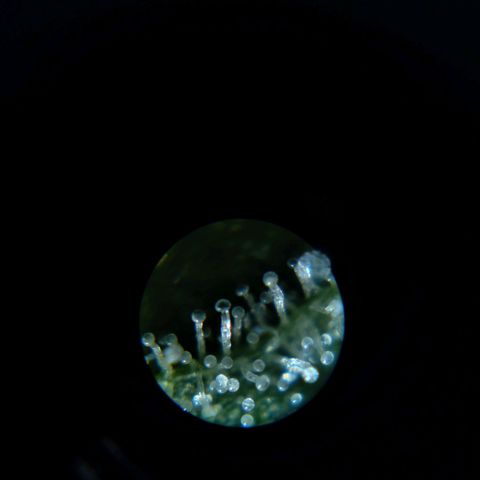 Collie Man Kush #3 growlog photo: Trichomes milky white