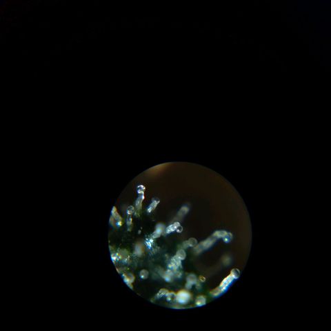 Collie Man Kush #3 growlog photo: Trichomes milky white