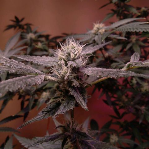Collie Man Kush #3 growlog timeline photo