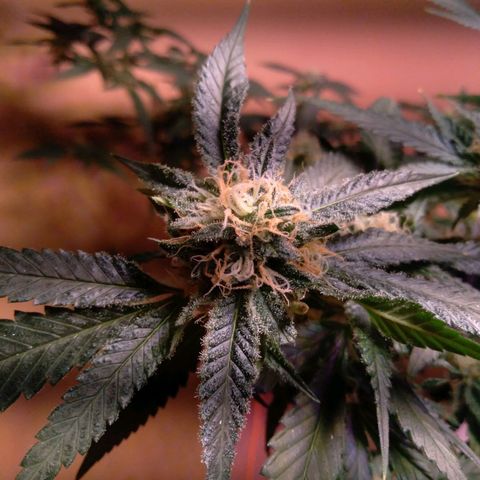 Collie Man Kush #3 growlog timeline photo
