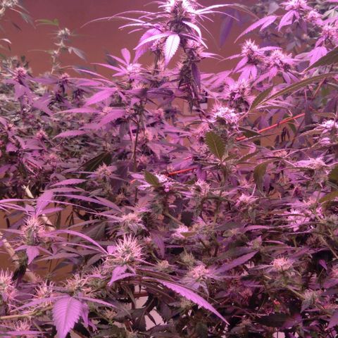 Collie Man Kush #3 growlog timeline photo