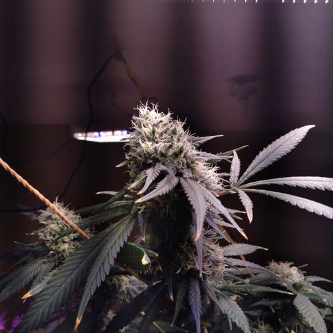 Collie Man Kush #3 growlog timeline photo