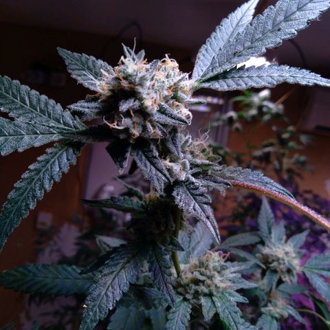 Collie Man Kush #3 growlog timeline photo