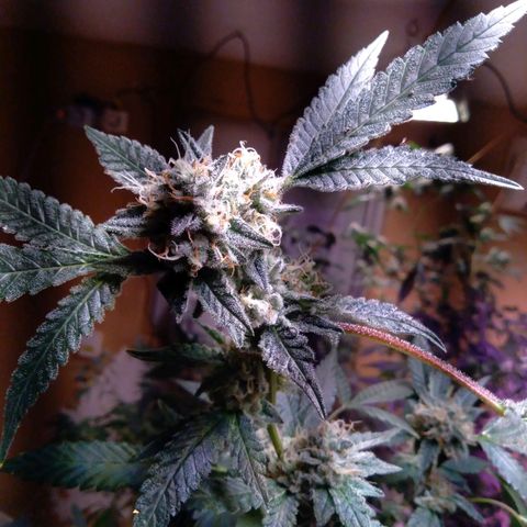 Collie Man Kush #3 growlog timeline photo
