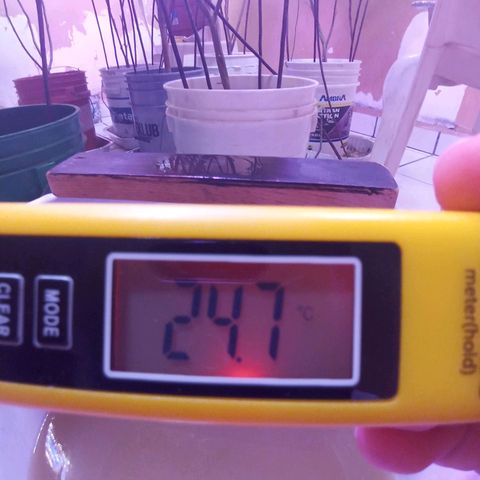 Collie Man Kush #3 growlog photo: Temperature water