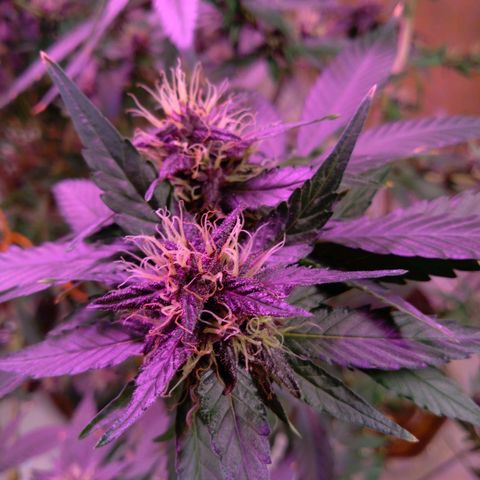 Collie Man Kush #3 growlog photo: Almost ready