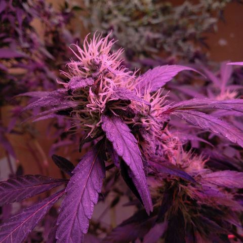 Collie Man Kush #3 growlog photo: Almost ready