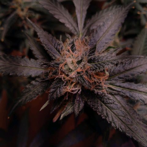 Collie Man Kush #3 growlog photo: Almost ready