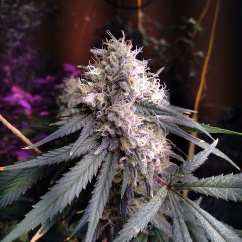 Collie Man Kush #3 growlog photo: Almost ready