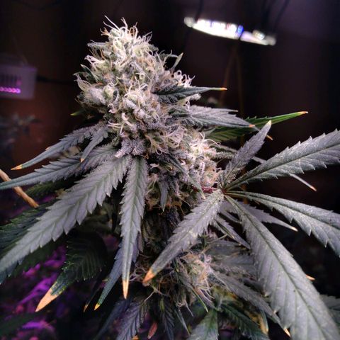 Collie Man Kush #3 growlog photo: Almost ready