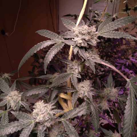 Collie Man Kush #3 growlog photo: Almost ready
