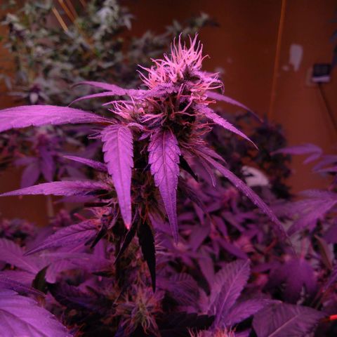 Collie Man Kush #3 growlog photo: Almost ready