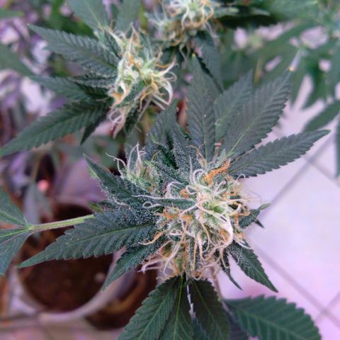 Collie Man Kush #3 growlog photo: Almost ready