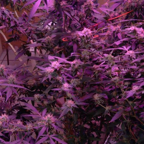 Collie Man Kush #3 growlog photo: Almost ready