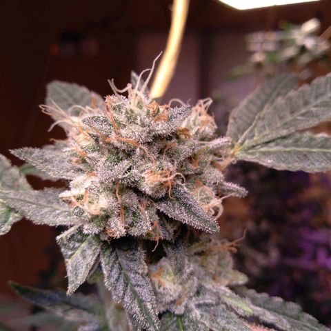 Collie Man Kush #3 growlog photo: Almost ready