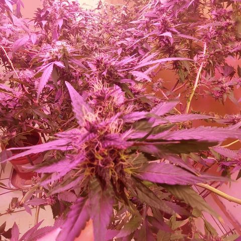 Collie Man Kush #3 growlog photo: Purple