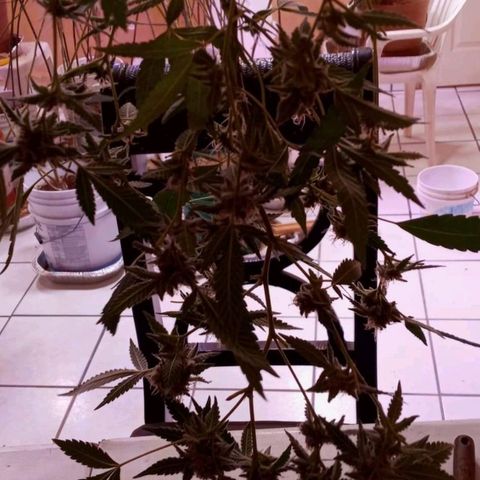 Collie Man Kush #3 growlog timeline photo