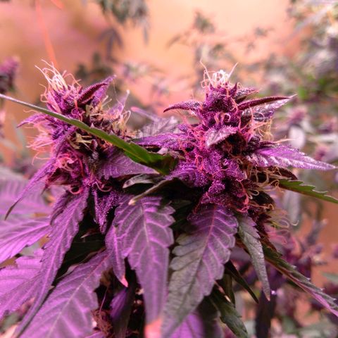 Collie Man Kush #3 growlog photo: Purple almost ready to harvest
Finish one week flush