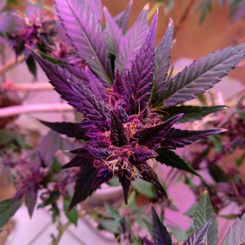 Collie Man Kush #3 growlog photo: Purple almost ready to harvest
Finish one week flush