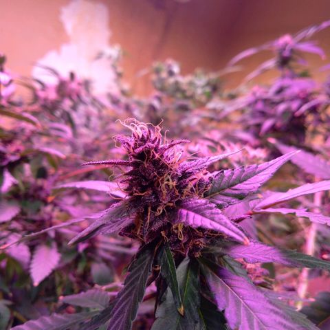 Collie Man Kush #3 growlog photo: Purple almost ready to harvest
Finish one week flush