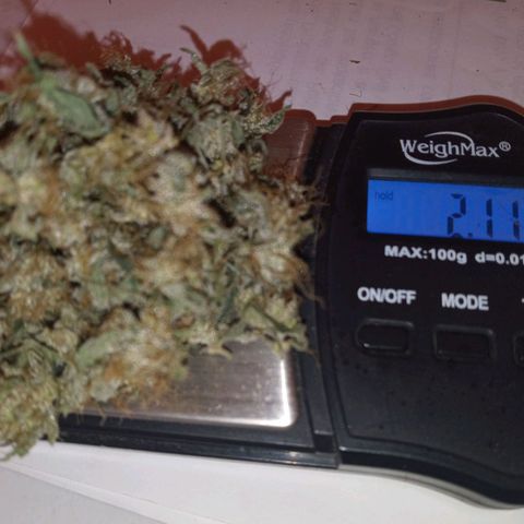 Collie Man Kush #3 growlog photo: Harvest of plant in the middle