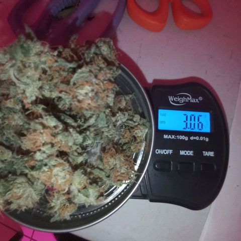 Collie Man Kush #3 growlog photo: 3.06gr