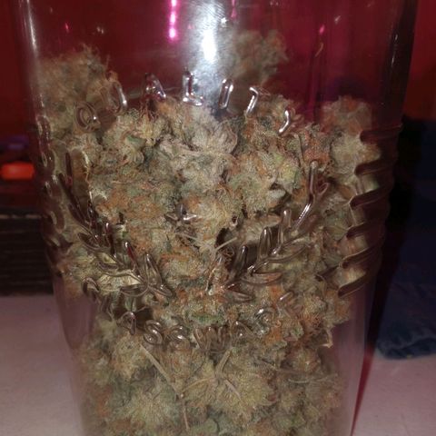 Collie Man Kush #3 growlog photo: 35.98gr