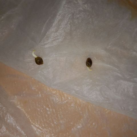 ChicaliWeed420 #1 growlog timeline photo