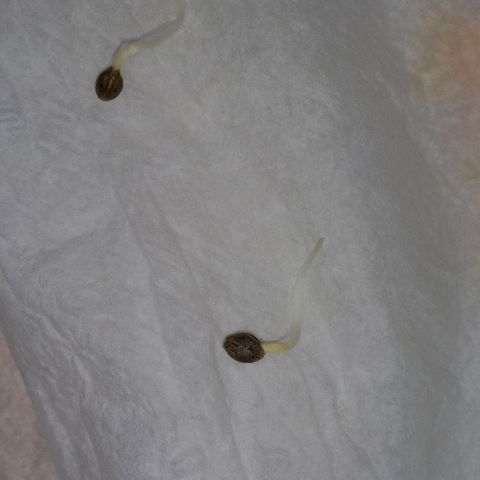 ChicaliWeed420 #1 growlog photo: Finish germination and start seedling