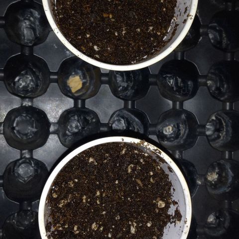 ChicaliWeed420 #1 growlog photo: Finish germination and start seedling