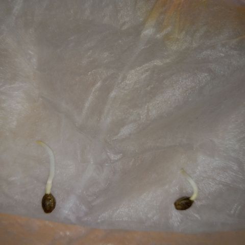 ChicaliWeed420 #1 growlog timeline photo