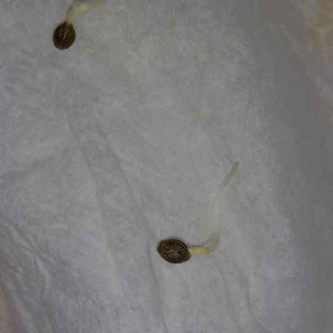 ChicaliWeed420 #1 growlog photo: Finish germination and start seedling