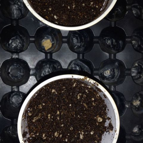 ChicaliWeed420 #1 growlog photo: Finish germination and start seedling