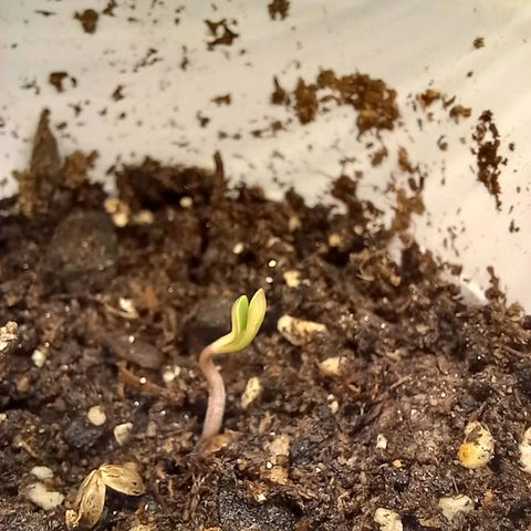 ChicaliWeed420 #1 growlog timeline photo