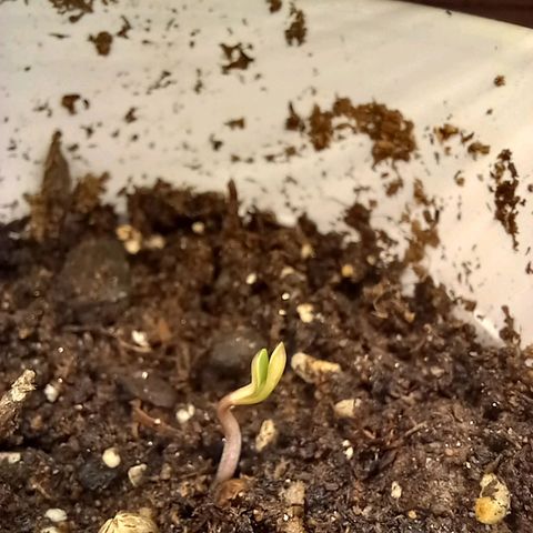 ChicaliWeed420 #1 growlog timeline photo
