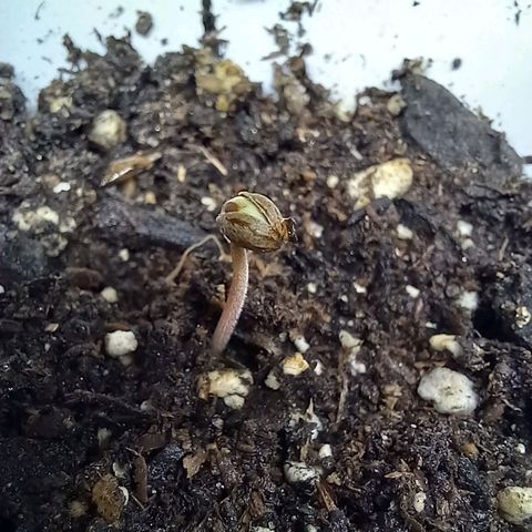 ChicaliWeed420 #1 growlog timeline photo