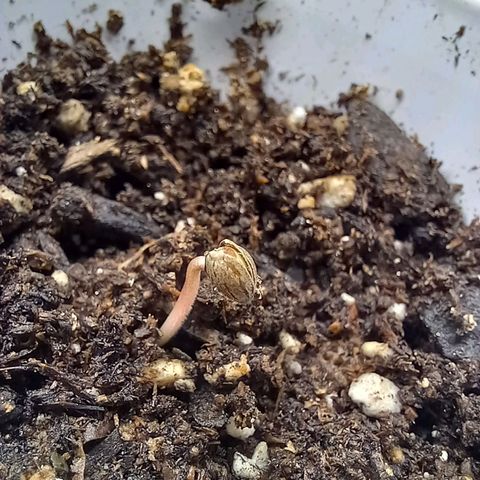 ChicaliWeed420 #1 growlog timeline photo
