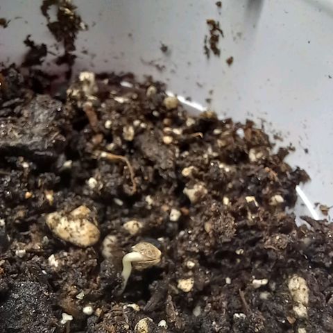ChicaliWeed420 #1 growlog timeline photo