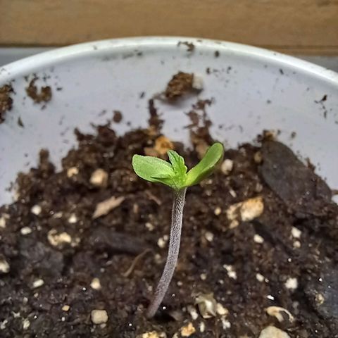 ChicaliWeed420 #1 growlog timeline photo