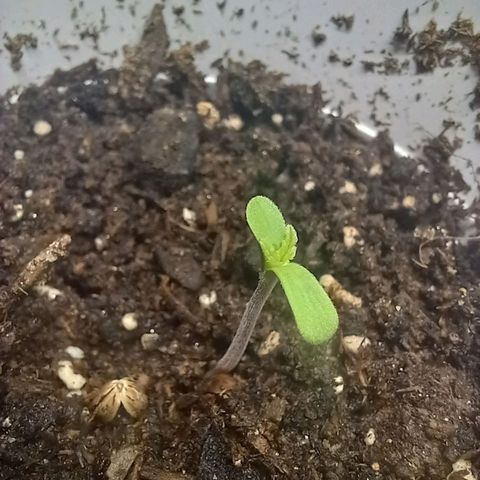 ChicaliWeed420 #1 growlog timeline photo