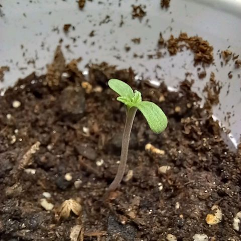 ChicaliWeed420 #1 growlog timeline photo