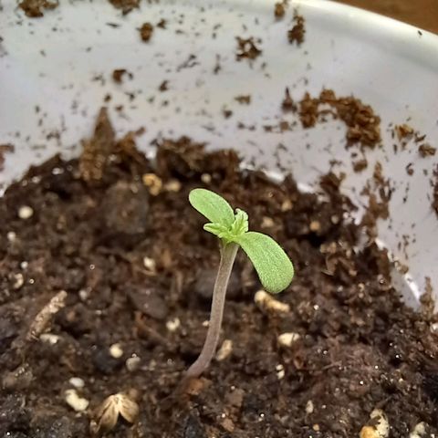 ChicaliWeed420 #1 growlog timeline photo