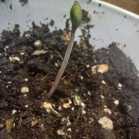 ChicaliWeed420 #1 growlog timeline photo